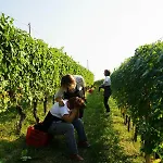 Il Gioco Dell'oca Barolo